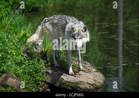 Grauer Wolf (Canis lupus) Mit zwei Welpen Blick unter dem Schwanz Sommer - gefangen Tiere Stockfoto