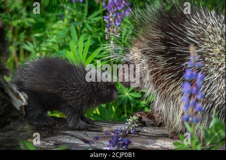 Porcupette (Erethizon dorsatum) Und Erwachsene Stachelschweine treffen sich auf Log Summer - Captive Animals Stockfoto