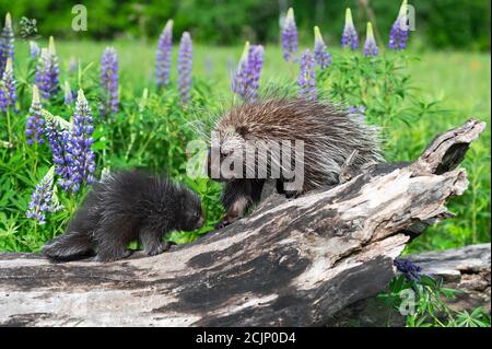 Porcupette (Erethizon dorsatum) Und Erwachsene Stachelschweine treffen sich auf Log mit Lupine Behind Summer - Tiere in Gefangenschaft Stockfoto