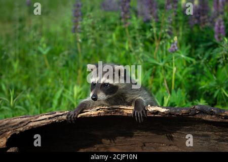 Waschbär (Procyon lotor) Lehnt sich über die Seite der Log Lupine hinter Sommer - gefangen Tier Stockfoto