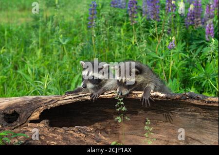 Waschbären (Procyon lotor) Lehnen Sie sich über die Kante der Holzlupine hinter dem Sommer - gefangen Tiere Stockfoto