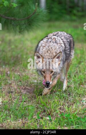 Erwachsene Kojote (Canis latrans) Schritte nach vorne lecken Koteletts Intensive Stare Sommer - Captive Tier Stockfoto