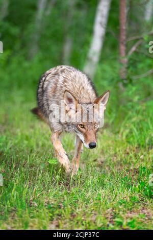 Erwachsene Kojote (Canis latrans) Schritte vorwärts aus dem Wald Sommer - Captive Tier Stockfoto