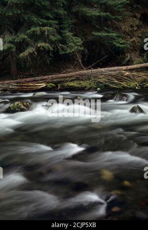 Bear Creek, Wallowa-Whitman National Forest, Oregon Stockfoto