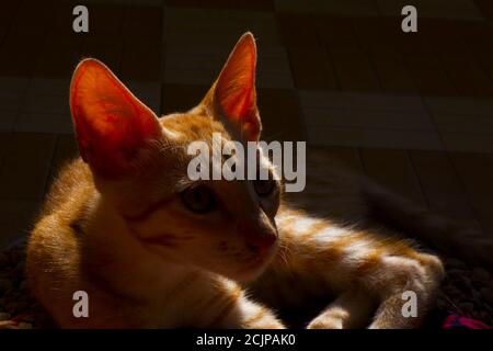 Eine Nahaufnahme einer Cornish Rex Katze auf einer Decke Stockfoto