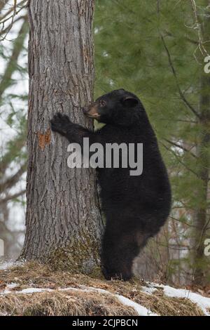 Schwarzer Bär (Ursus americanus) Steht umarmt Baum Winter - Captive Tier Stockfoto