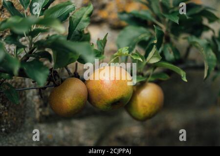 Egremont Russet Apfel Stockfoto