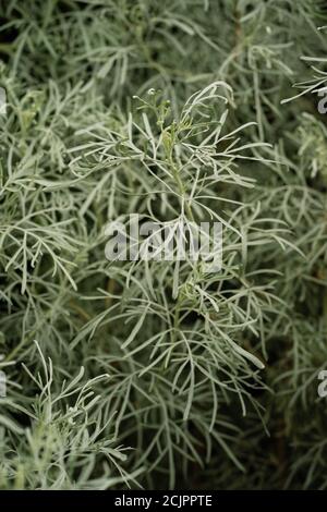 California Sagebush (Artemisia californica) Stockfoto