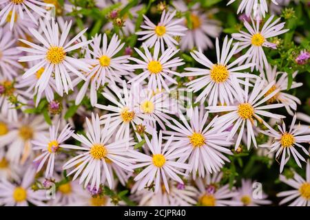 Aster x Frikartii 'Monch' (Aster amellus Monch) Stockfoto