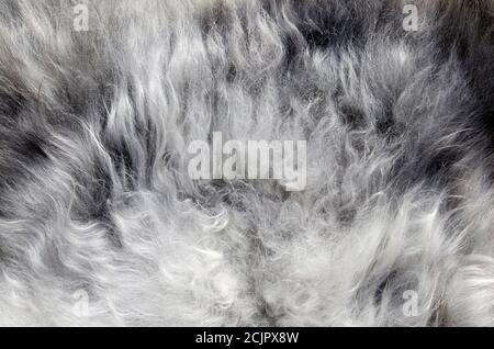 Schaffell Fell Textur, abstrakter Hintergrund. Stockfoto