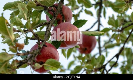 Reife rote Äpfel am Ast Stockfoto