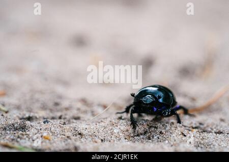 Neugieriger und trotziger Käfer (Geotrupes stercorarius) Wandern auf einer sandigen Wiese in einem holländischen Wald Stockfoto