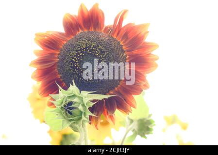 Sonnenblumen tanzen in der Sonne Stockfoto