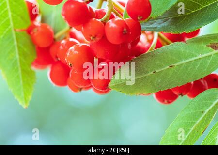 Rote Bergasche aus nächster Nähe. Zweige mit leuchtend roten und orangenen reifen Gebirgsaschen aus nächster Nähe. Reiche Ernte der Bergasche. Äste mit hellem Rot und Stockfoto