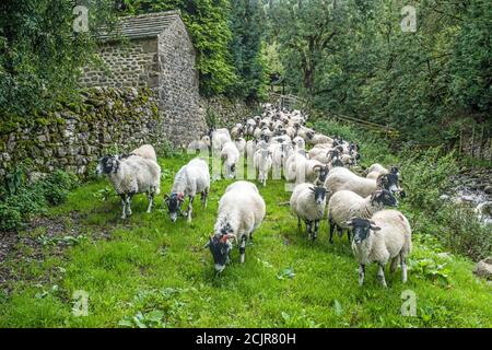 Eine Herde von Swaledale Schafe, die von der gebracht Wharfedale Fells werden frei von ricks usw. gereinigt - In Hubberholme in Upper Wharfedale Yorkshire Stockfoto