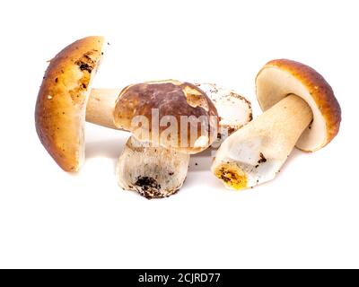 Steinpilze isoliert auf weißem Hintergrund Stockfoto