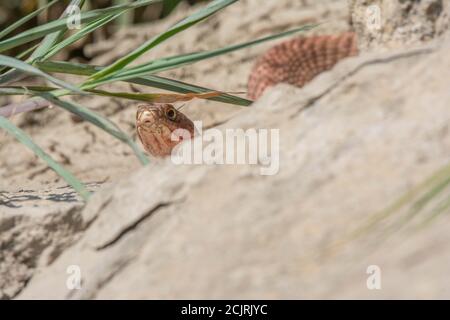 Ein erwachsener Western Coachwhip (Coluber flagellum testaceus) aus Otero County, Colorado, USA. Stockfoto