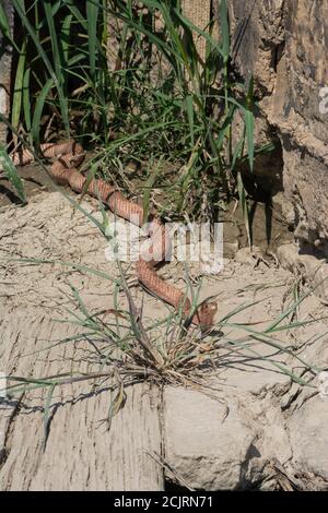 Ein erwachsener Western Coachwhip (Coluber flagellum testaceus) aus Otero County, Colorado, USA. Stockfoto