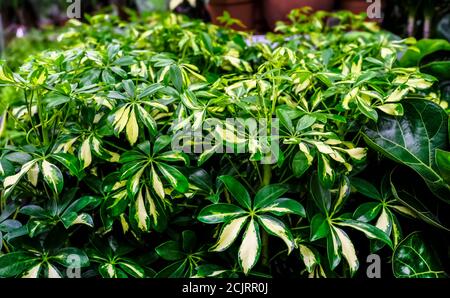 Schefflera actinophylla oder Regenschirmbaum gelb und grün Blätter close-up. Verkauf im Laden. Selektiver Fokus Stockfoto