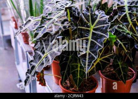 Alocasia Amazonica, südostasiatische Pflanze, Elefantenohr, Afrikanische Maske, Zimmerpflanze in einem Topf Nahaufnahme. Verkauf im Laden. Selektiver Fokus Stockfoto