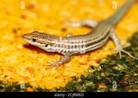 Nahaufnahme der Eidechse (Podarcis hispanicus) Mit unfokussierten Hintergrund auf der Tabelle der gelben Töne Stockfoto