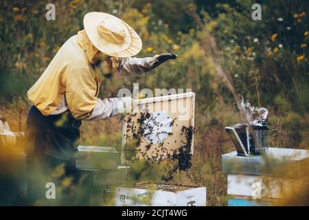 Imker in Schutzkleidung arbeiten in seinem Bienenhaus. Bienenzuchtkonzept Stockfoto