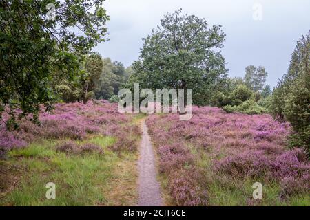 Blühende violette Heidekraut in der Twente Landschaft, Overijssel Provinz in den Niederlanden Stockfoto