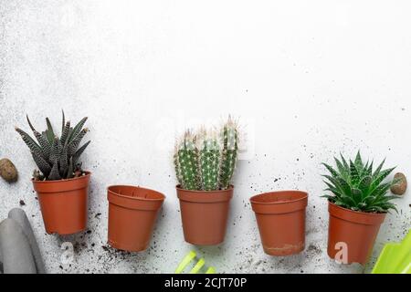 Verschiedene Sukkulenten in Töpfen auf dem Tisch. Pflanzentransplantation. Konzept der Indoor-Garten Haus - Bild Stockfoto