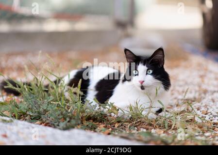 Schwarz-weiße Katze mit blauen Augen, die weit schauen Stockfoto