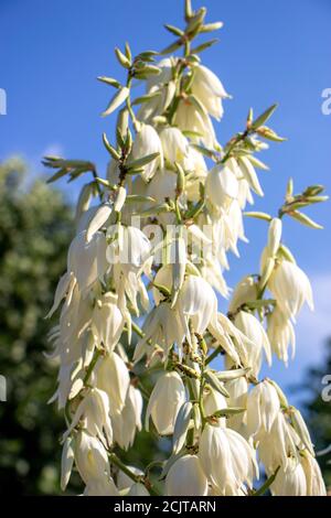 Yucca, Zierpflanze mit weißen Blüten auf einem Hintergrund des blauen Himmels. Stockfoto