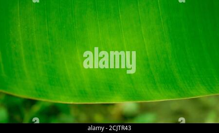 Schöne natürliche Textur Hintergrund der Hintergrundbeleuchtung frische grüne Banane Blatt. Stockfoto