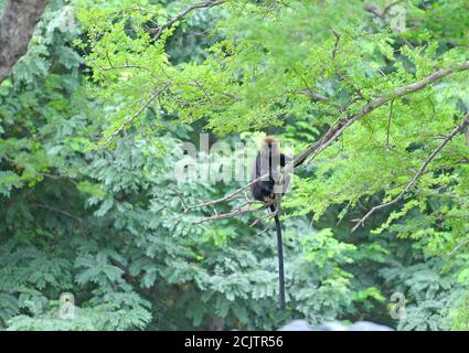 Nilgiri Langur (Trachypithecus johnii) sub-adult sitzt in einem Baum Ast Stockfoto