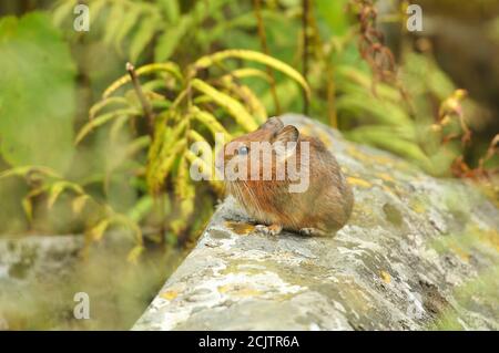 Nahaufnahme von Royle Pika (Ochotona roylei) Stockfoto