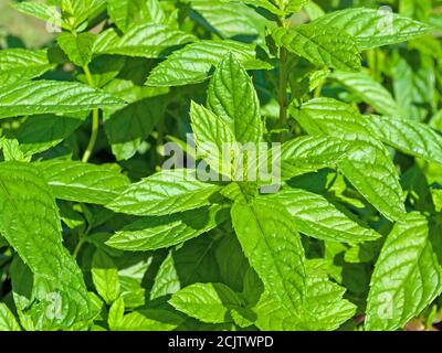 Marokkanische Minze, mentha spicata, Nahaufnahme Stockfoto