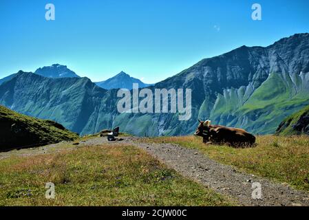 Kuh auf dem Pizol in der Schweiz Stockfoto