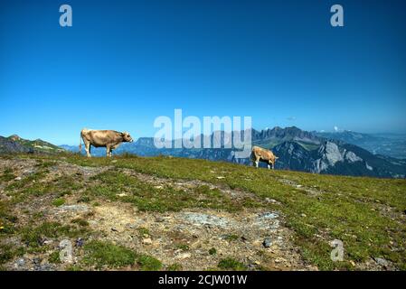 Kuh auf dem Pizol in der Schweiz Stockfoto