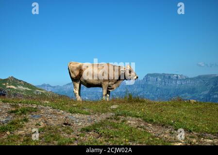 Kuh auf dem Pizol in der Schweiz Stockfoto