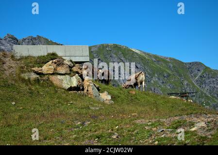 Kuh auf dem Pizol in der Schweiz Stockfoto