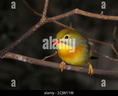 PEKIN ROBIN Stockfoto