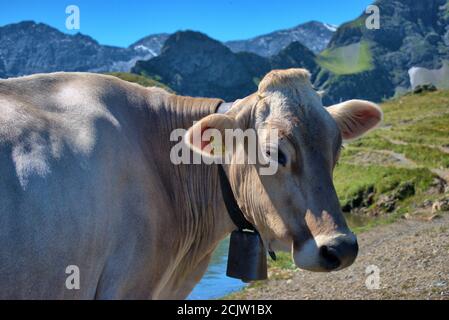 Kuh auf dem Pizol in der Schweiz Stockfoto