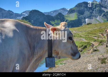 Kuh auf dem Pizol in der Schweiz Stockfoto