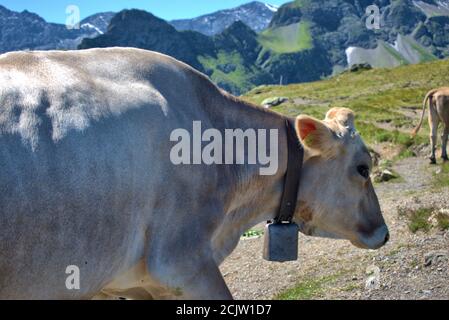 Kuh auf dem Pizol in der Schweiz Stockfoto