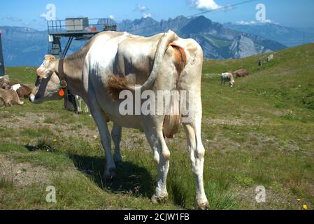 Kuh auf dem Pizol in der Schweiz Stockfoto