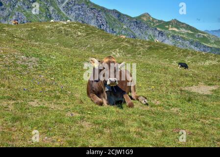 Kuh auf dem Pizol in der Schweiz Stockfoto