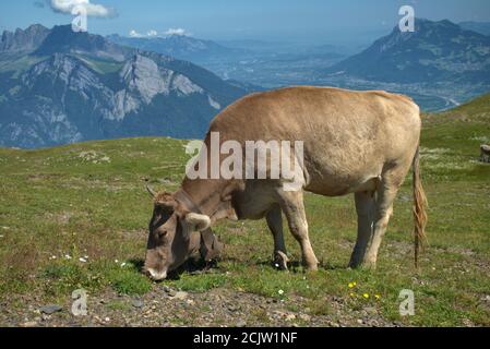 Kuh auf dem Pizol in der Schweiz Stockfoto