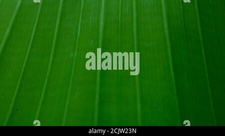 Natürliche grüne Blatt Hintergrund. Bild von grünen Bananenblättern. Die als Hintergrund oder Textur verwendet werden kann. Stockfoto