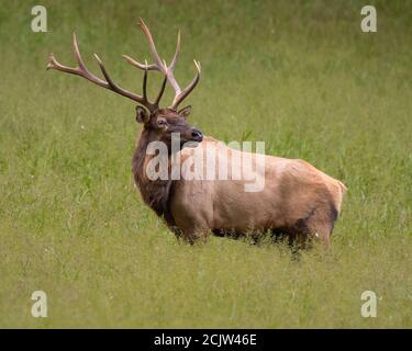 Ein Bullenelch in Cataloochee, NC, entdeckt einen Rivalen in der Nähe. Stockfoto