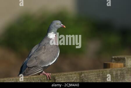 Eine Taube, Columba palumbus, die auf einem Holzzaun sitzt. Stockfoto