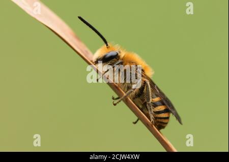 Eine hübsche Ivy Bee, Colletes hederae, auf einem Schilf brüllend. Stockfoto