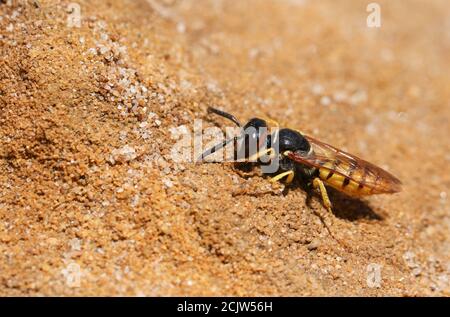 Eine hübsche Biene Wolf Wasp, Philanthus triangulum, Graben ein Loch in den Sand. Stockfoto